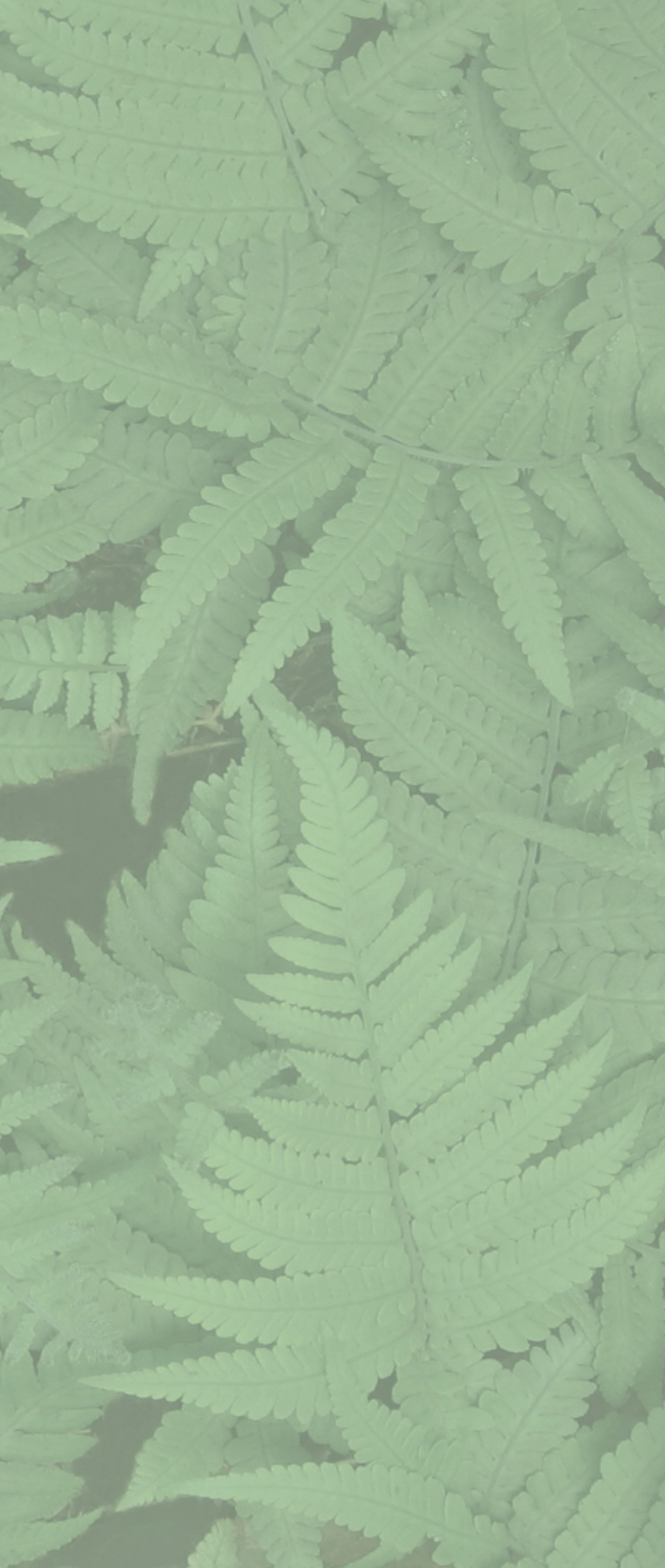 Fern