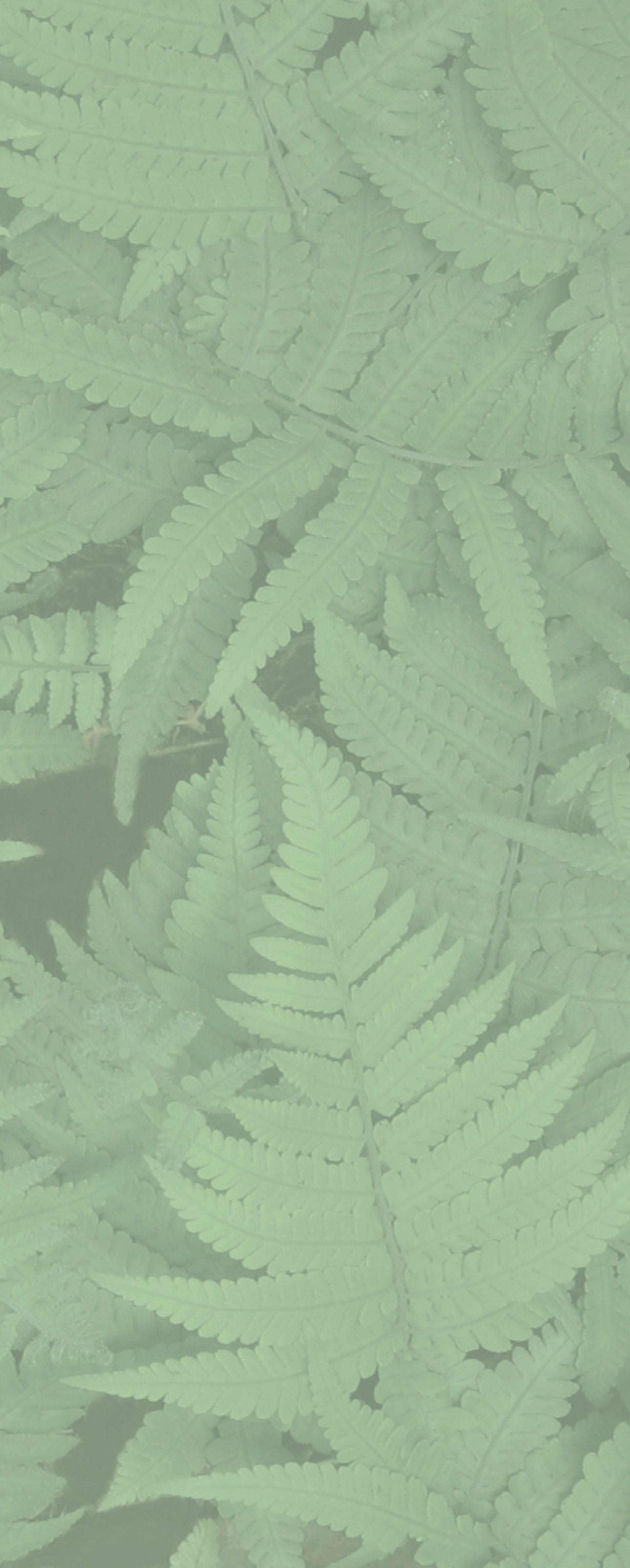 Fern