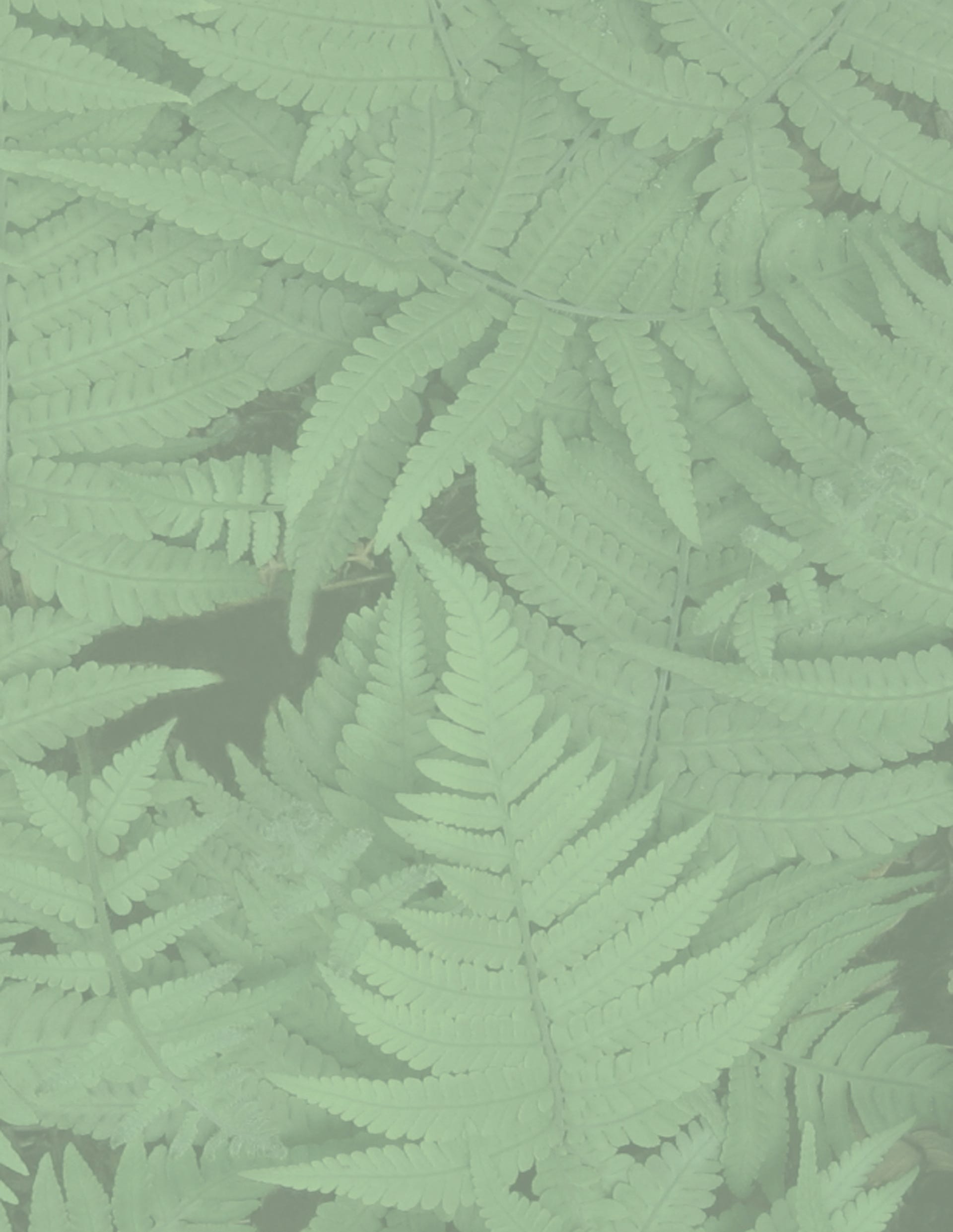 Fern
