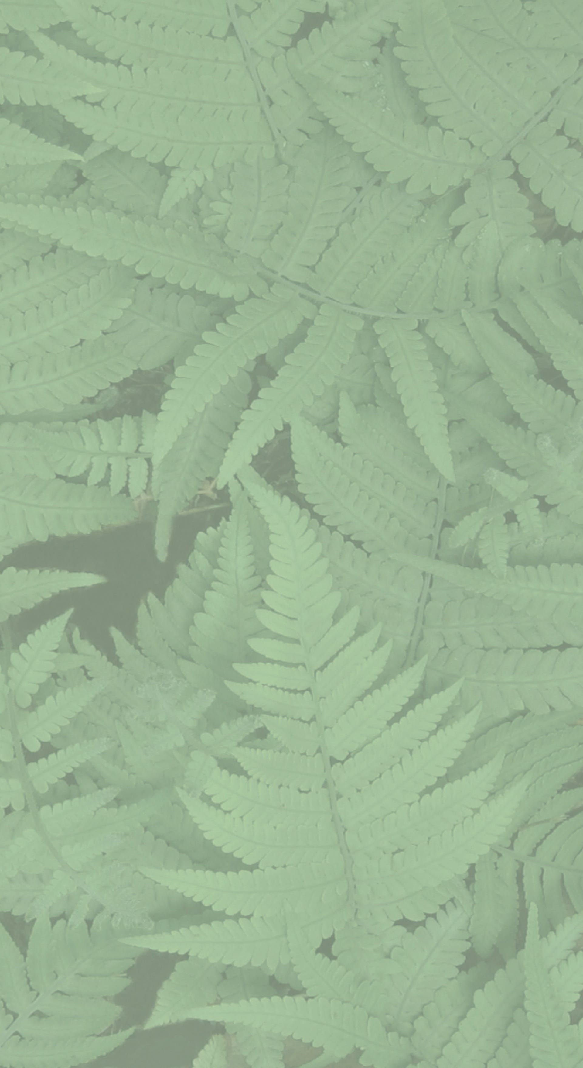 Fern